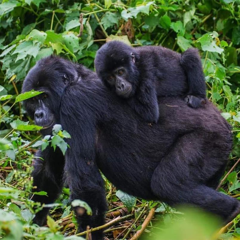 Gorilla Hills Eco-Lodge Kisoro Eksteriør bilde
